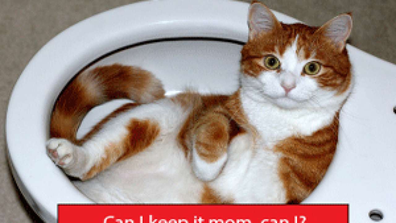 https://www.mr-maid.com/wp-content/uploads/2017/11/cat-in-toilet-1280x720.jpg